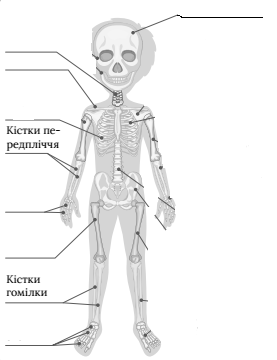 D:\Мій клас\НУШ\4 клас НУШ\ЯДС\Скелет.png